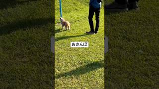 お散歩#かわいい犬 #宮崎
