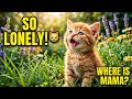 Super Cute! Kittens meow so sad | Tiny Meows & sad Moments