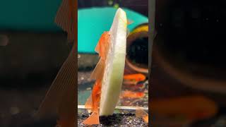 Long Fin Super Red Bristlenose Plecos