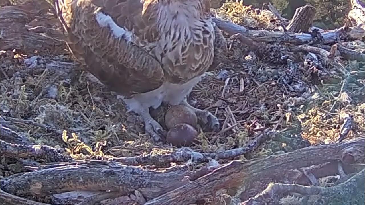 A close up look at the two Loch Arkaig Osprey eggs does one have a