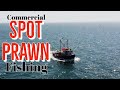 Commercial spot prawn fishing british columbia
