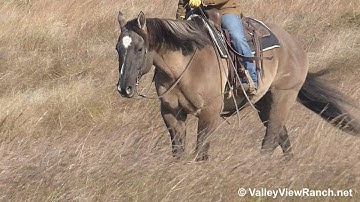Tivioriffik - trail riding #1! - ValleyViewRanch.net