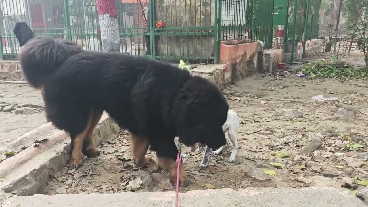 Daily Morning Walk With Mickey Bhotia 🐕 | Monday Morning | Calm Delhi Sanjay Jheel