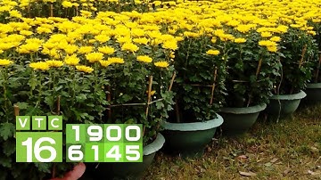 Cách trồng và chăm sóc hoa cúc trong chậu | VTC16