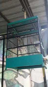 100% jitu terapi suara mule siskin biar kenari cepat respon#kicau mania#masteran kicau