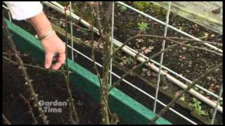 Pruning Climbing Roses