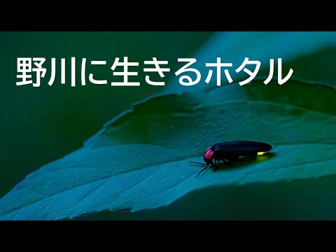 草の木、ホタルにて 野川に生きるホタル - YouTube