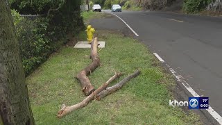 Private land or public hazard? Large branch falls near Hawaii bus stop