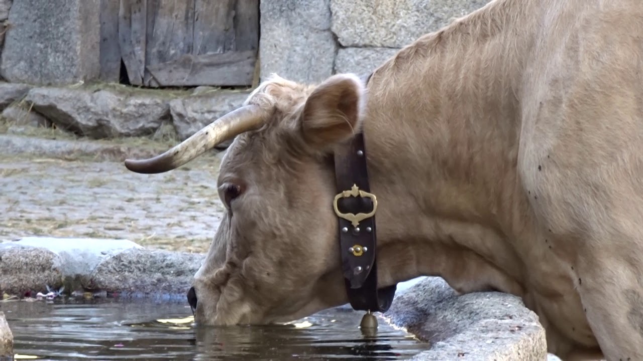 Pela rua principal de Pedrário - Montalegre  -  Vila Real - Portugal