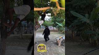 El árbol de bananas part3 #viral #tendencias