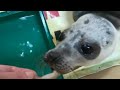 Спасенный тюлень научился есть рыбу | 29.RU