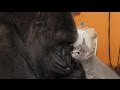 Meet Koko and  New Kittens