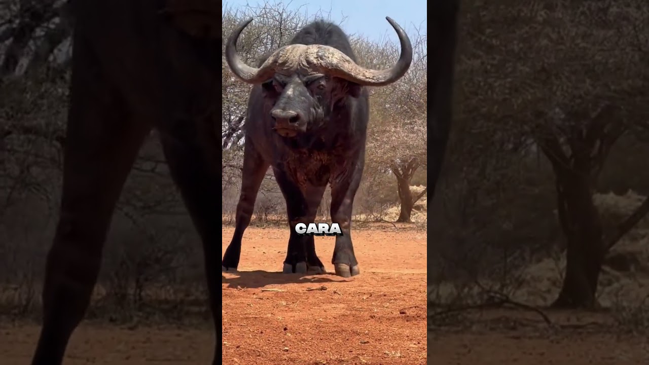 O animal mais BRUTO da natureza! #animaisselvagens #búfalo #africa #força