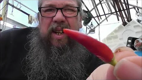 Basket of fire chili plant with taste test (Big mi...