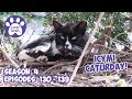 ICYMI Caturday! * Lucky Ferals S4 Episodes 130 - 139 * Cat Videos Compilation