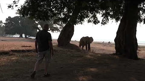 Extreme close encounters, Share your camp with elephants at the majestic Zambezi River.