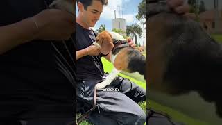 A Day In The Life Of A Spotitearly Dog