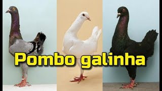 O Pombo Galinha