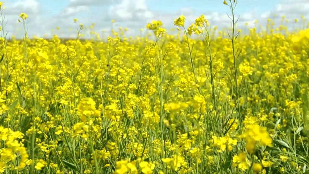 2011 vasara - 2 minutės šlovės