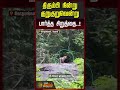 திரும்பி நின்று குறுகுறுவென்று பார்த்த சிறுத்தை..! #Leopard #WildLeopard