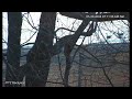 Fox ambushes pair of geese #wildlife #nature #animals