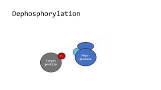 Phosphorylation: Post-Translation Modification series
