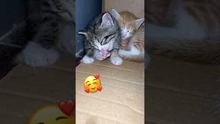 Cute Kittens 😍🐈 #Cat #Cats