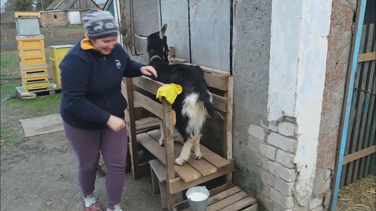 Как раздоить козу первым окотом