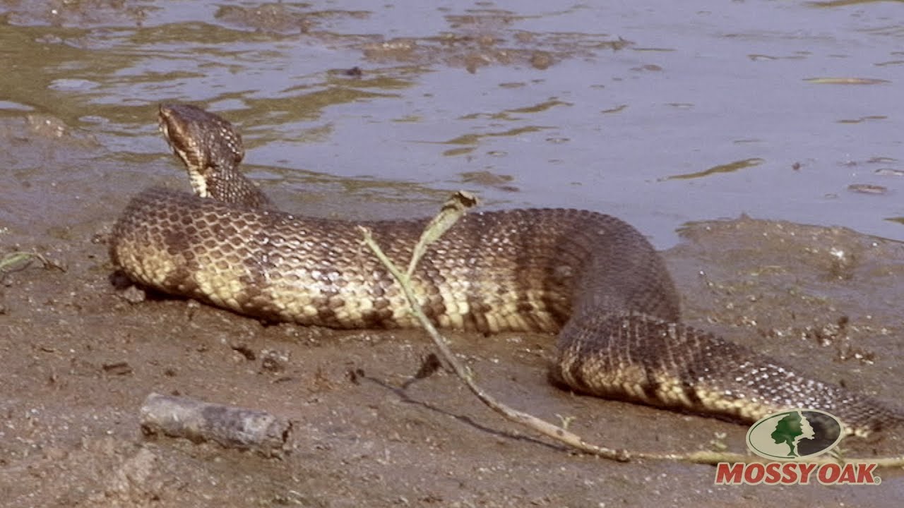 Mating copperhead snakes recorded on area bike trail