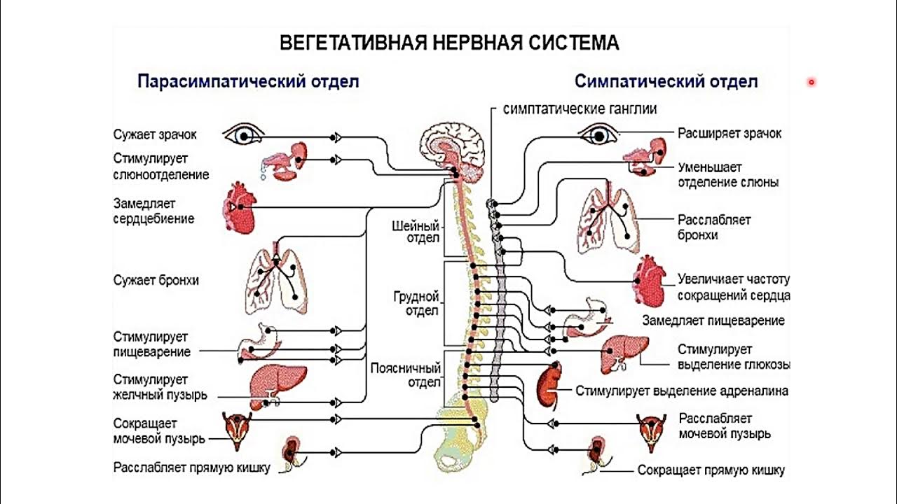 Рецепторы какой отдел нервной системы. Ядра симпатического отдела ВНС. Симпатический отдел вегетативной нервной системы таблица. Соматическая нервная система симпатическая и парасимпатическая. Парасимпатическая системы и симпатическая иннервация.