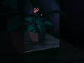 مقطع انمي قصير بدون حقوق بجودة عالية