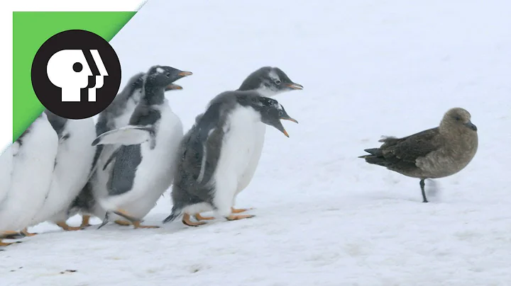 Penguin Chicks Fend Off Predator - DayDayNews
