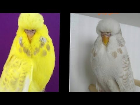 طفرة اللاس وينج