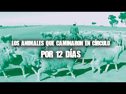 Los Animales Que