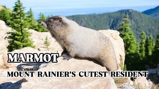 I Met a Marmot on Skyline Loop Trail 🐾 | Mount Rainier’s Cutest Resident!