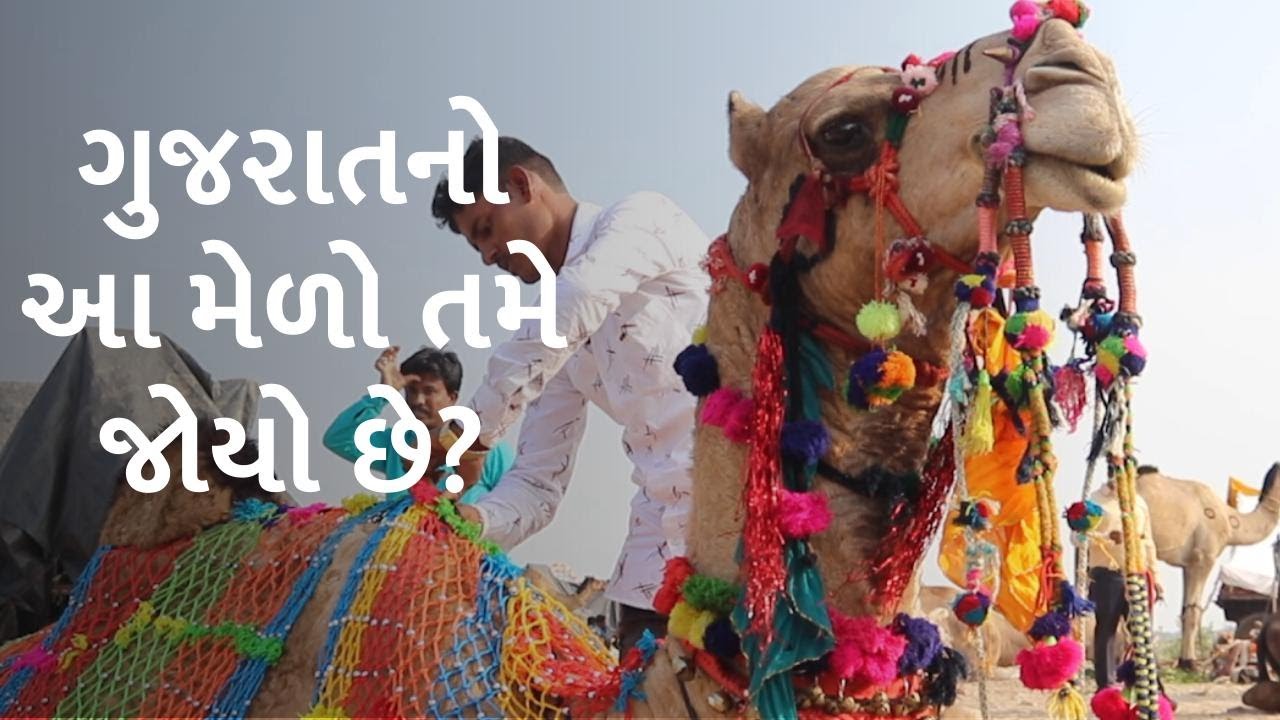 Gujarat ના સિદ્ધપુરમાં ભરાતા ઊંટના મેળામાં કેવી રીતે થાય છે ઊંટનું વેચાણ | BBC NEWS GUJARATI