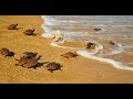 LIBERACIÓN DE TORTUGAS PLAYA BONFIL ACAPULCO GRO  MÉXICO