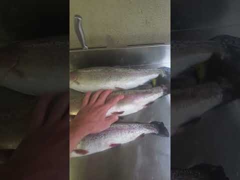 Troutgang Letttttttsssssss Ggooooooooo Legendz