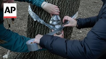At Northwestern, students watch climate change through maple trees