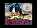 【チワワ　シュプレモのウエットフードあげました】　ピノくんチャンネル＃11