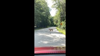 Chill Deer Crossing