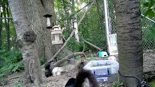 Squirrels Gone Wild!!