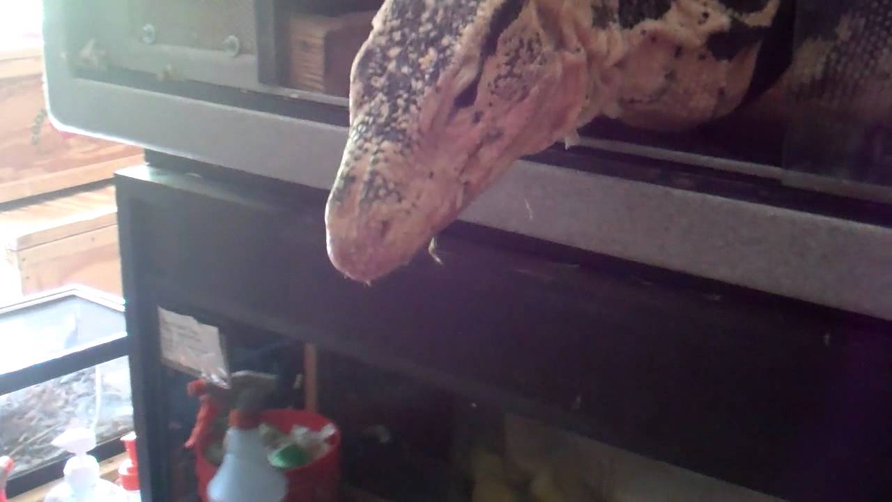 Malaysian Water Monitor (Jonathan Harding)