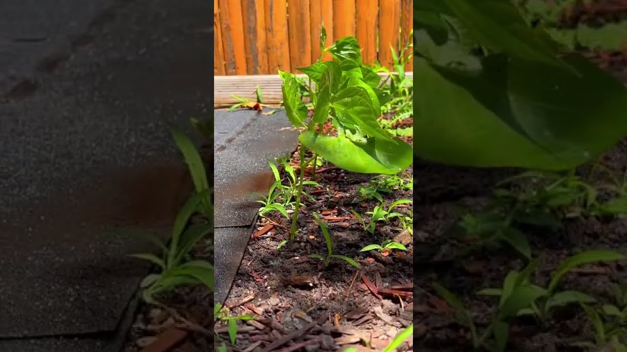 3 MONTH GREEN BEAN PLANT TIMELAPSE