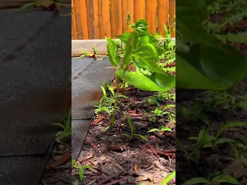 3 MONTH GREEN BEAN PLANT TIMELAPSE