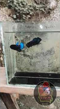 Story' wa ikan cupang keren || ikan cupang keren 😊