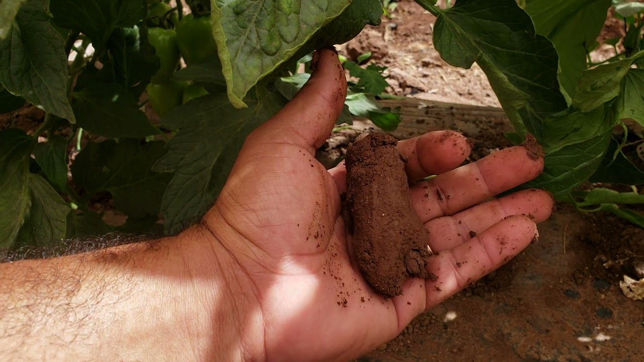 TENSIOMETRO Y LOS RIEGOS EN TOMATE 2021