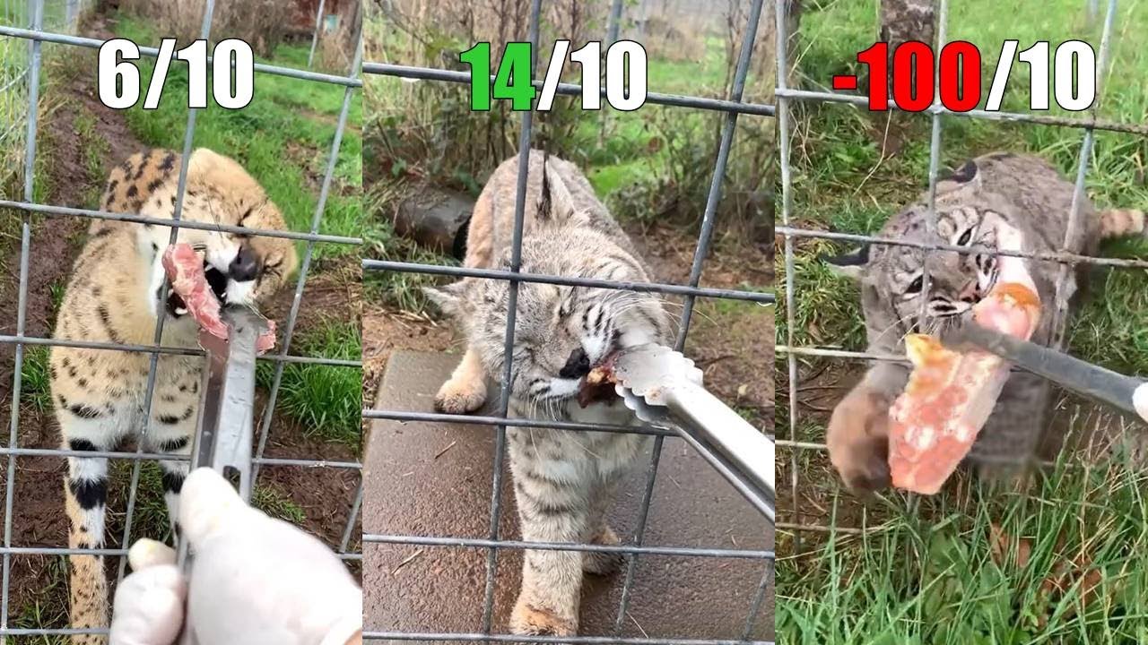 ⁣Rating wild cats during feedings | Fluff Planet