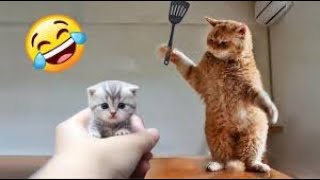 : New Cute and Funny Animals 2024  Funniest Cats and Dogs Videos #42
