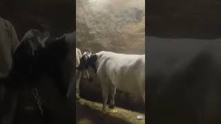 ذبح غداً الأحد ان شاء الله لحمتنا بطعم زمان فعل مش مجرد أسم وخلاص